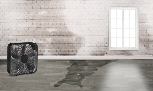 Best Emergency water damage restoration  in Salem, AR